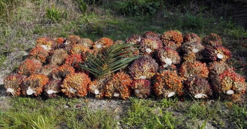 棕榈油加工廢棄物處理